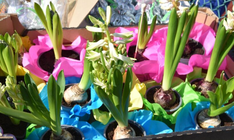 Pierwszy Dzień Wiosny w naszej szkole Pierwszy Dzień Wiosny w naszej szkole